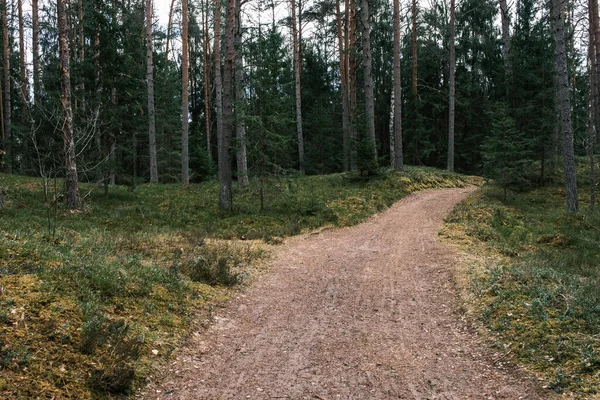 Beautiful Gravel Road Footpath Spring Forest Trees Leaves — Stock Photo, Image