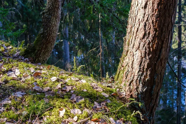 Μεγάλο Παλιό Κορμό Δέντρο Στο Δάσος Στο Φυσικό Περιβάλλον — Φωτογραφία Αρχείου