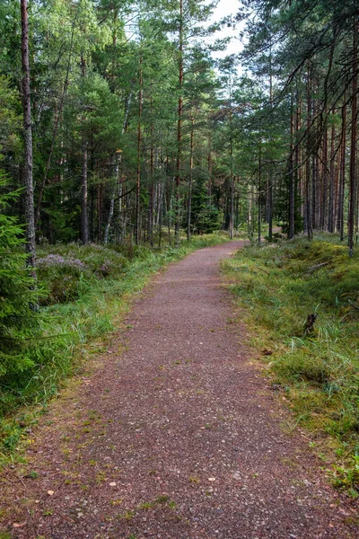 Sendero Turístico Bosque Otoño Con Hojas Amarillas Caídas Camino —  Fotos de Stock