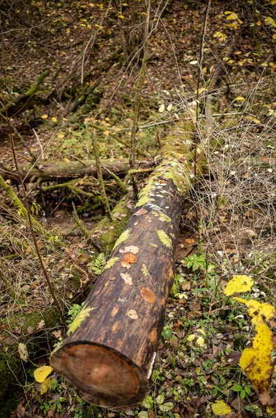 Tronco Árbol Seco Viejo Pisar Bosque Para Troncos Madera Chimenea — Foto de Stock