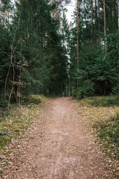 Belo Caminho Estrada Cascalho Floresta Primavera Árvores Sem Folhas — Fotografia de Stock