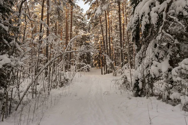 Деревянная Стена Зимнем Лесу Покрытая Снегом Солнцем Светящимся Сквозь Ветви — стоковое фото