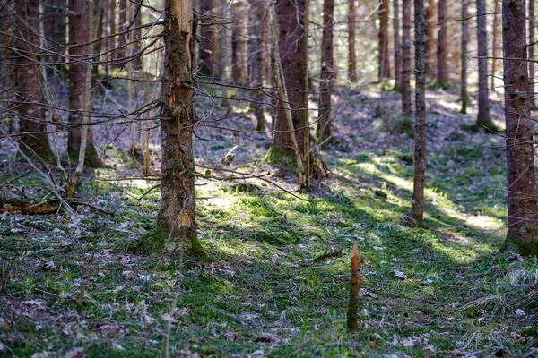 Vecchia Foresta Soleggiata Con Tronchi Albero Calpesti Primavera Tronchi Ricoperti — Foto Stock