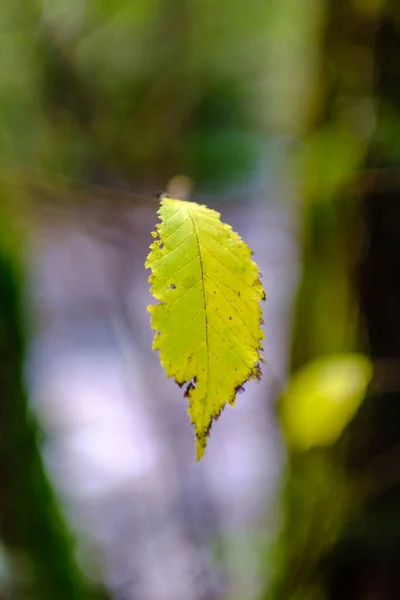 Abstrakcyjny Jesień Kolorowy Liść Pettern Naturze Rozmytym Tle Nastrojowe Kolory — Zdjęcie stockowe