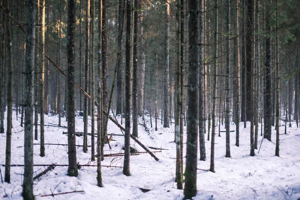 Mur Tronc Arbre Dans Forêt Hiver Couverte Neige Soleil Qui — Photo