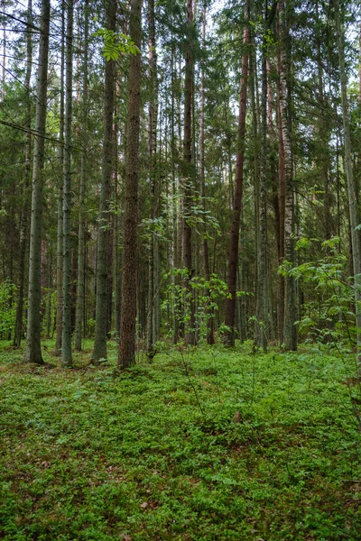 Forêt Verte Luxuriante Avec Des Feuilles Feuillage Texture Brousse Dans — Photo