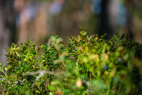 Красная Брусника Зеленом Лесном Дне Летней Листве — стоковое фото