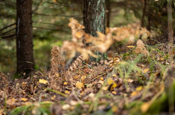 Abstraktní Podzimní Barevný List Pettern Přírodě Rozmazané Pozadí Náladové Barvy — Stock fotografie