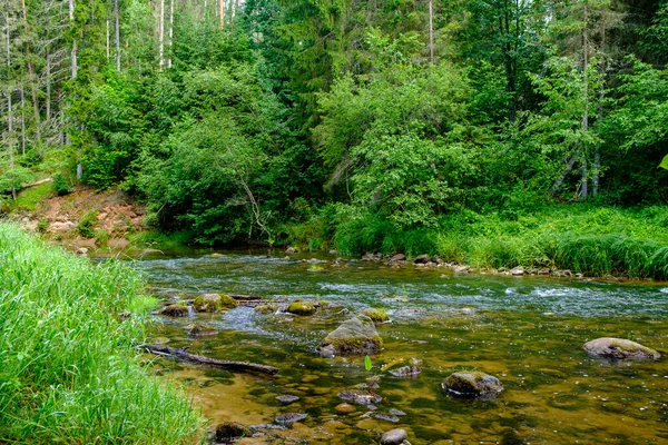 Pequeno Córrego Rio País Floresta Verde Verão Com Pedras Água — Fotografia de Stock
