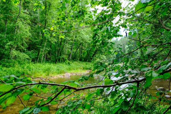 Grön Skog Frodig Med Blad Lövverk Och Buske Konsistens Sommar — Stockfoto