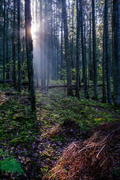 Mörk Höstskog Med Trädstammar Utan Blad Bruna Toner — Stockfoto