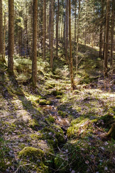 Napos Öreg Erdő Fatörzsekkel Taposóaknákkal Tavasszal Moha Borított Rönkök Napsugarakkal — Stock Fotó