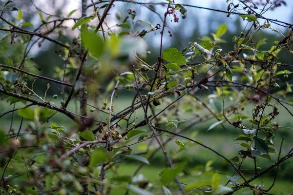 Folhas Molhadas Árvore Mola Fundo Verde Neutro Borrão Cena Jardim — Fotografia de Stock