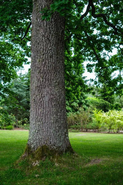 Grande Tronco Albero Vecchio Nella Foresta Ambiente Naturale — Foto Stock