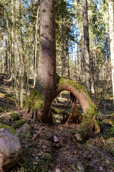 Солнечный Старый Лес Стволами Деревьев Топчет Весной Мох Покрытые Бревна — стоковое фото