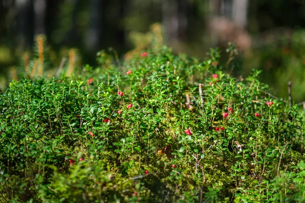 Mirtilli Rossi Nel Letto Verde Della Foresta Nel Fogliame Estivo — Foto Stock