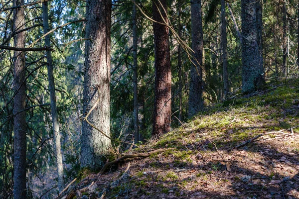 Природний Літній Ліс Пишний Кущами Стовбурами Дерев Мохом Землі Природний — стокове фото