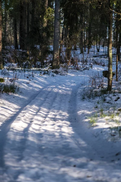 雪に覆われた木々と魔法の冬の森 晴れた日には — ストック写真