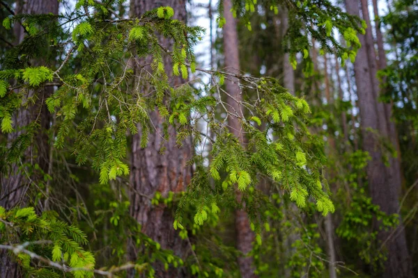 Piccoli Rami Albero Primavera Sfondo Sfocato Neutro Astratto Con Foglie — Foto Stock