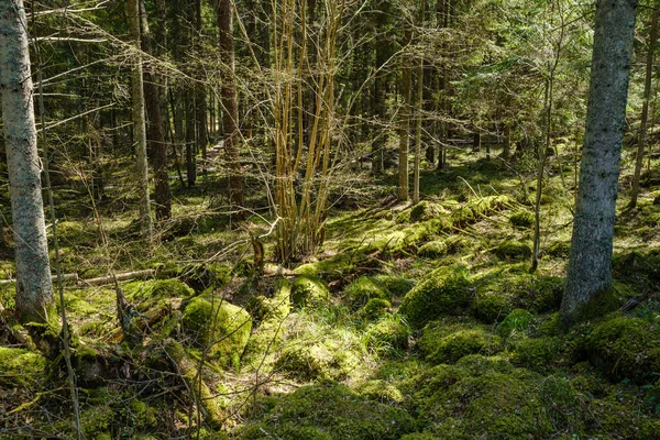 Naturlig Sommar Skog Frodig Med Buskar Trädstammar Och Mossa Marken — Stockfoto