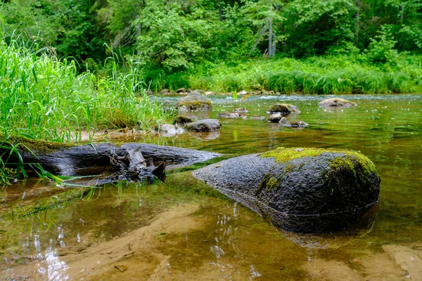 Kleiner Flusslauf Sommergrünen Wald Mit Felsen Und Niedrigem Wasser — Stockfoto