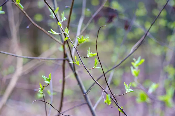 Pequenos Galhos Árvore Primavera Fundo Borrão Neutro Resumo Com Folhas — Fotografia de Stock