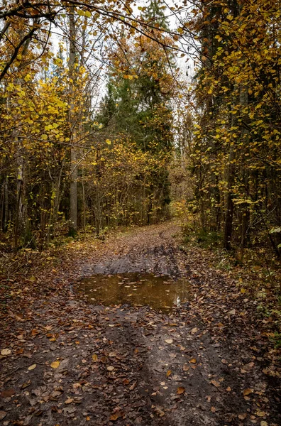 秋の森の中を黄色の落ち葉が通り — ストック写真