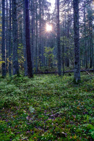 Floresta Escura Outono Com Troncos Árvores Sem Folhas Tons Castanhos — Fotografia de Stock