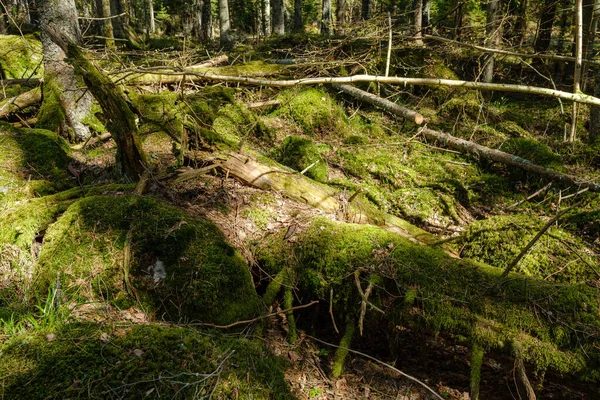 Forêt Naturelle Été Luxuriante Avec Des Buissons Troncs Arbres Mousse — Photo