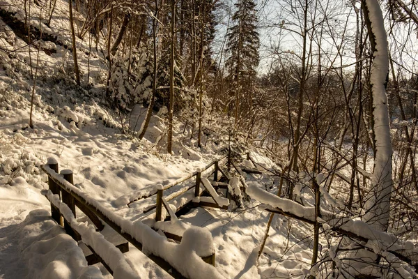 Magica Foresta Invernale Con Alberi Sotto Copertura Neve Giornata Sole — Foto Stock