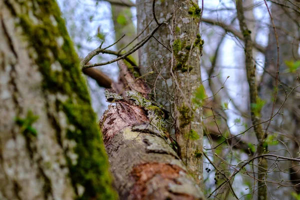 Velho Tronco Árvore Seca Pisar Floresta Para Toras Madeira Lareira — Fotografia de Stock