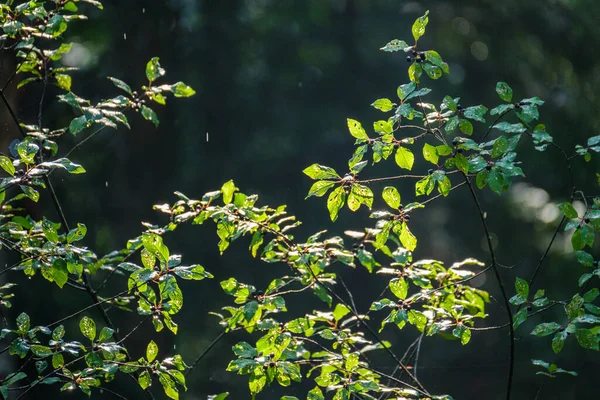 가지들은 중립적 배경에서 추상적 — 스톡 사진