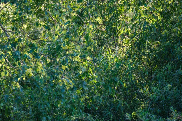 Verde Foresta Lussureggiante Con Foglie Fogliame Cespuglio Texture Nella Natura — Foto Stock