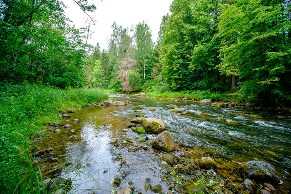 Μικρή Χώρα Ποτάμι Ρεύμα Καλοκαίρι Πράσινο Δάσος Βράχια Και Χαμηλά — Φωτογραφία Αρχείου