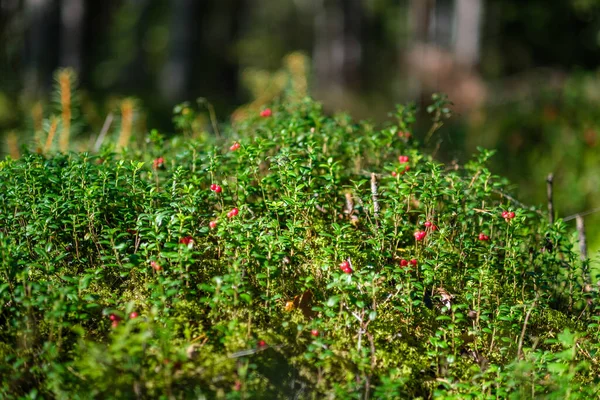 Mirtilli Rossi Nel Letto Verde Della Foresta Nel Fogliame Estivo — Foto Stock