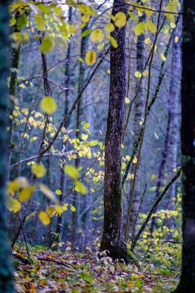 Pétale Abstrait Feuilles Colorées Automne Dans Nature Avec Fond Flou — Photo