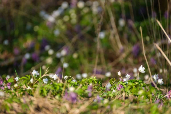 Bílá Malá Jarní Květiny Detailní Zelené Louce Pozadí — Stock fotografie