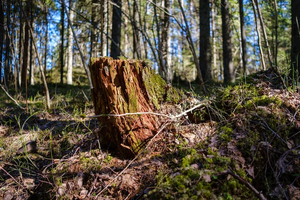 Vecchia Foresta Soleggiata Con Tronchi Albero Calpesti Primavera Tronchi Ricoperti — Foto Stock