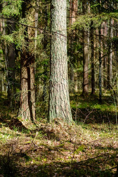 Słoneczny Stary Las Pniami Drzew Deptakami Wiosną Mech Pokryte Kłody — Zdjęcie stockowe