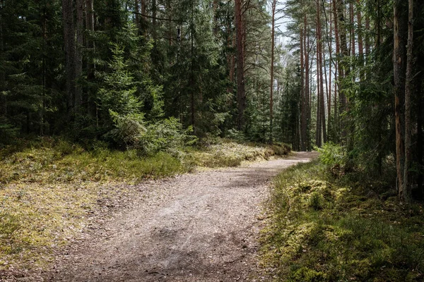 Beau Chemin Gravier Dans Forêt Printemps Arbres Sans Feuilles — Photo