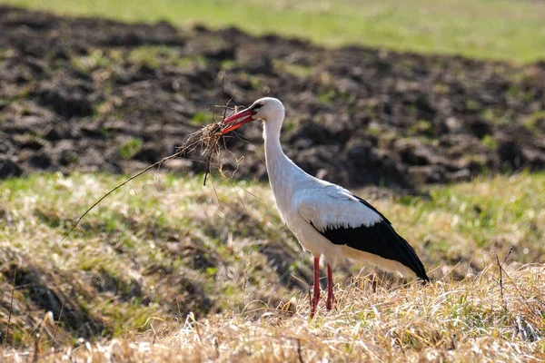 Vit Stork Utfodring Fältet Och Samla Grenar För Boet — Stockfoto