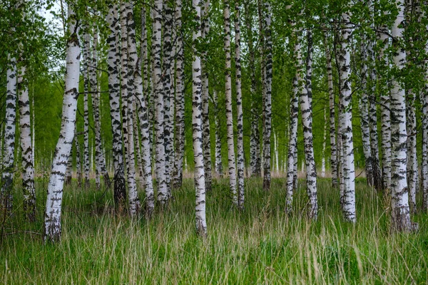 Naturlig Sommar Skog Frodig Med Buskar Trädstammar Och Mossa Marken — Stockfoto