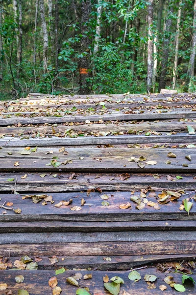 Tumpukan Kayu Tua Hutan Pedesaan Pemandangan Dengan Lumut Dan Latar — Stok Foto