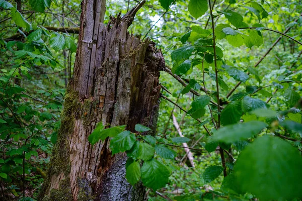 Великий Старий Стовбур Дерева Лісі Природному Середовищі — стокове фото
