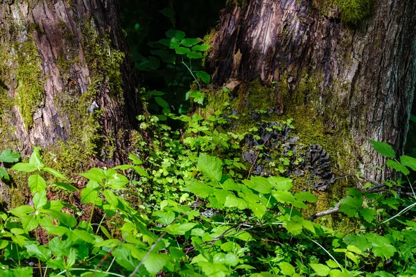 Batang Pohon Tua Besar Hutan Dalam Lingkungan Alam — Stok Foto