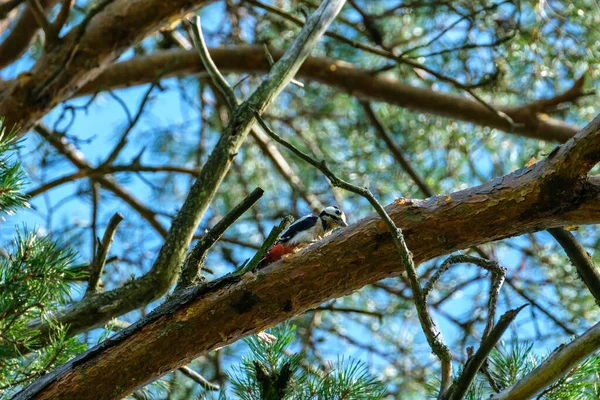 Vieux Tronc Arbre Sec Piétiner Dans Forêt Pour Les Bûches — Photo