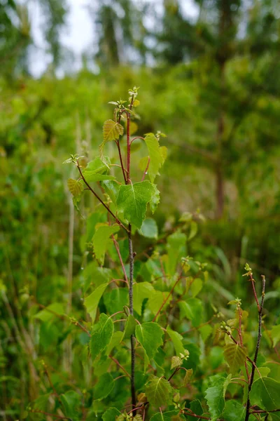 Floresta Verde Exuberante Com Folhas Folhagem Textura Arbusto Verão Natureza — Fotografia de Stock