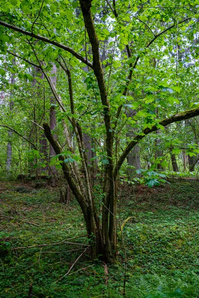 Foresta Naturale Estiva Rigogliosa Cespugli Tronchi Albero Muschio Terra Riserva — Foto Stock