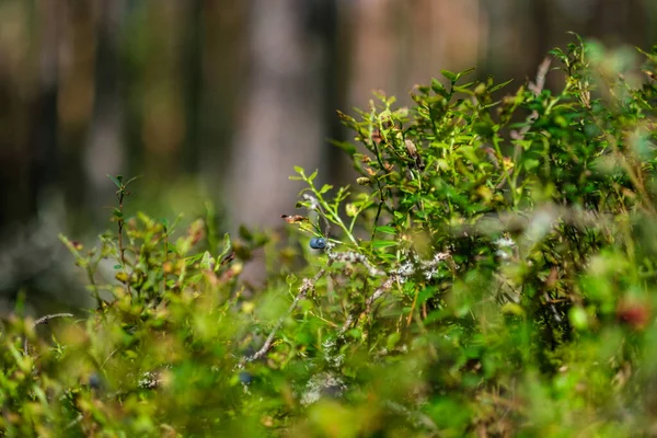 Mirtilli Rossi Nel Letto Verde Della Foresta Nel Fogliame Estivo — Foto Stock