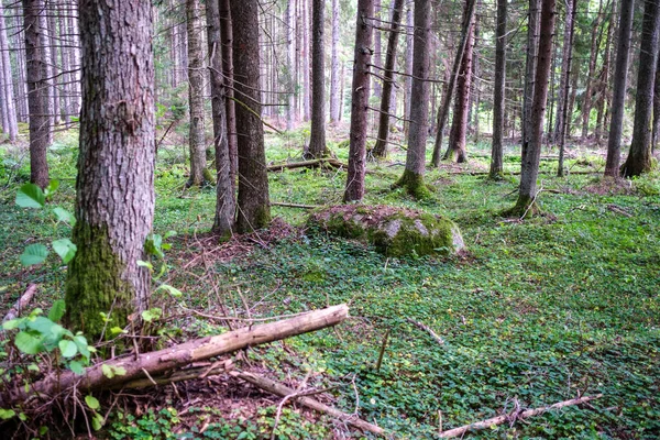 Grosses Pierres Dans Forêt Sauvage Avec Mousse Des Fissures Temps — Photo